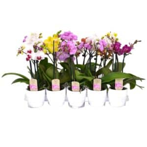 Phalaenopsis Casanova 2 Stem in Ceramic Pot 12cm