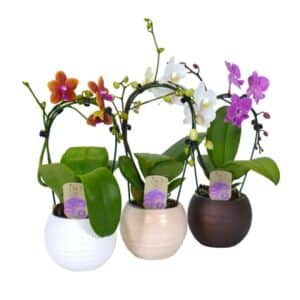 Orchid Cascade Dante 1 Stem in Ceramic Pot 12cm