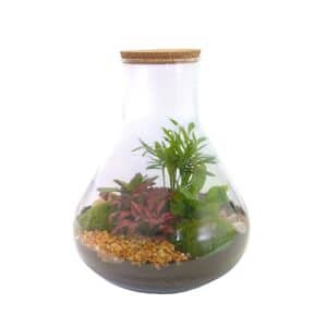 Terrarium Arrangement Jar A-Shape 28cm