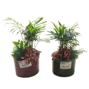 Arrangement Houseplants in Ceramic Pot 11cm