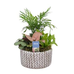 Arrangement Houseplants in Ceramic Bowl 15cm