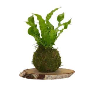 Kokedama on Plate