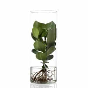 Clusia hydroponic in Glass