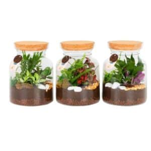 Terrarium Arrangement Jar 27cm
