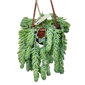 Sedum Sediforme in Basket 14cm