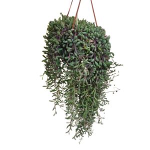 Scenecio Ruby in Basket 14cm