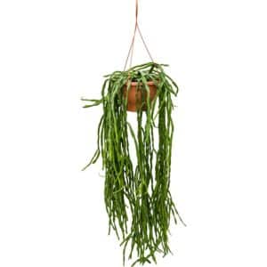 Rhipsalis Paradoxa in Basket 14cm