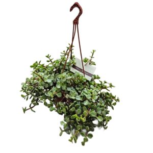 Portulacaria Afra Variegata in Basket 14cm