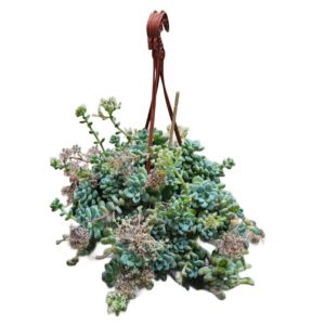 Pachyphytum Oviferum in Basket 14cm