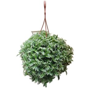 Cyanotis Somaliensis in Basket 14cm