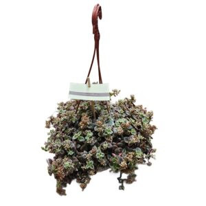 Crassula Pellucida in Basket 14cm