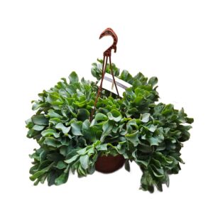 Crassula Curly Green in Basket 14cm
