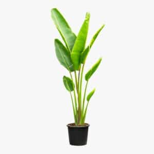 Ravanala Madagascariensis in Pot 30cm