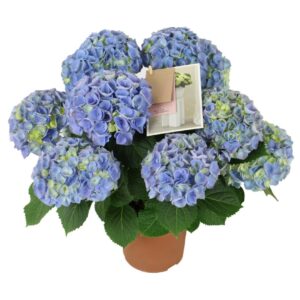 Hydrangea River Blue in Pot 19cm