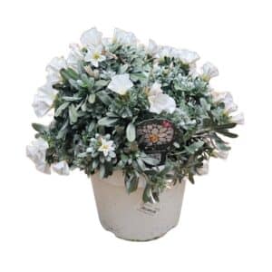 Convolvulus Cnerum in Pot 20cm