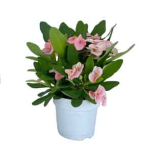 Euphorbia Charlotte in Pot 15cm
