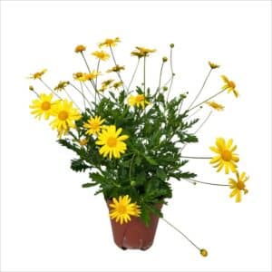 Euryops (Asteraceae) in Pot 14cm