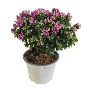 Polygala Baby Pink in Pot 14cm