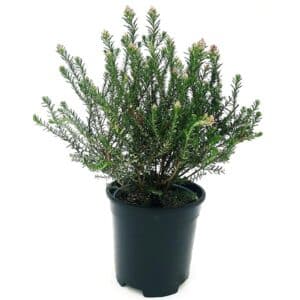 Ozothamnus in Pot 15cm