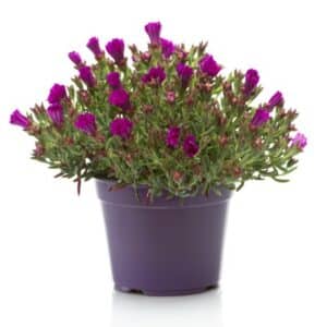 Mesembryanthemum in Pot 14cm