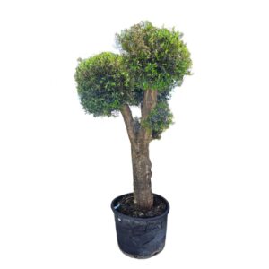 Olea Europaea Bola Ramificada 180lts