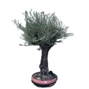 Olea Europaea Bonsai in Ciotola