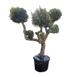Olea Europaea Bola 180lts