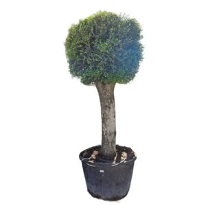 Olea Europaea Bola 180lts