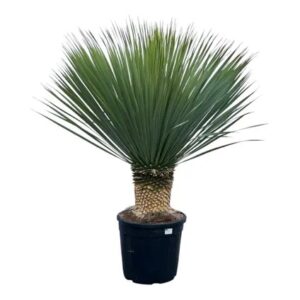 Yucca Rostrata in Pot 35cm