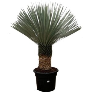 Yucca Rostrata in Pot 50cm