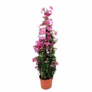 Bougainvillea Pyramid in pot 25cm