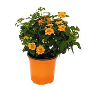 Lantana Compacta Orange Flowers in Pot 15cm