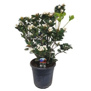 Raphiolepsis Umbellata in Pot 17cm