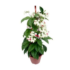 Clerodendrum in Pot 19cm