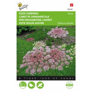 Buzzy® Daucus carota, Red ornamental carrot Dara