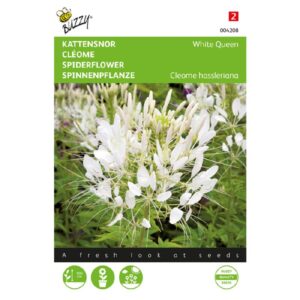 Buzzy® Cleome, Cat's Mustache White Queen