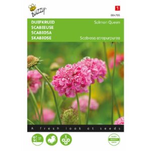 Buzzy® Scabiosa, Pigeon Herb Salmon Queen
