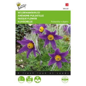 Buzzy® Pulsatilla, Wildeman's Wort