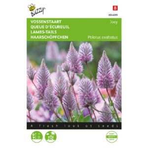 Buzzy® Ptilotus, Graceful Foxtail Joey