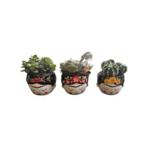 Succulent in 'Frida' Ceramic Pot 6.5cm