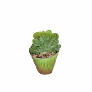Trichocereus Bridgesi Mostruoso Crested in Pot 6.5cm