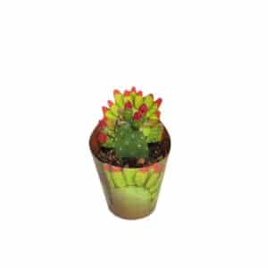 Opuntia Inamoena in Pot 6.5cm