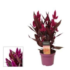 Celosia Mystic Shades in Pot 12cm