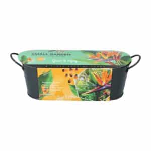 Buzzy® Small Garden Birds of Paradise, Strelitzia