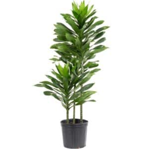 Dracaena Green Jewel H30/60/90 in Pot 27cm