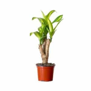 Dracaena Massangeana Ramificata H30cm