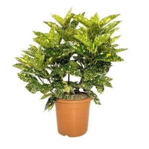 Aucuba Japonica Crotonifolia in Pot 22cm