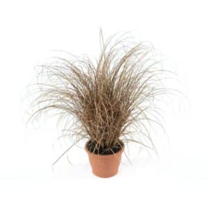 Carex Comans Bronco in Pot 16cm