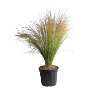 Stipa Tenuissima Pony Tails in Pot 16cm