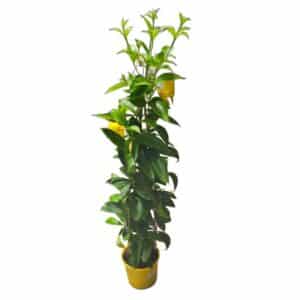 Allamanda Pyramid in Pot 19cm